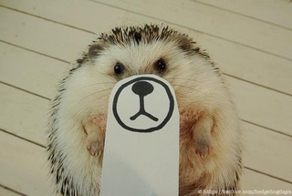 Illustration for article titled Hedgehog Impersonates Pikachu (and More)